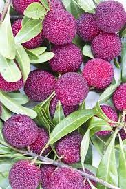 Chinese Bayberry Info Growing And Caring For Yangmei Fruit Trees Fruit Plants Fruit Garden Plants