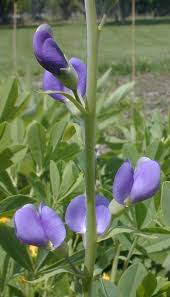 Image result for Indigofera williamsonii