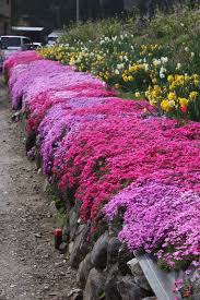 Here are a few tips and some examples of ground cover you. Flowering Evergreen Ground Cover As Beautiful World Flowers