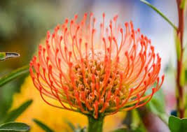 Protea Flowers Lovetoknow