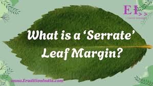 Image result for leaf margin entire