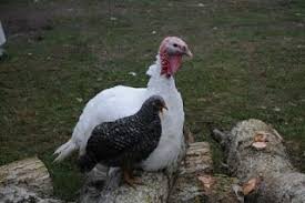 Black And White Turkey Breed Midget White Turkey Next To A Chicken Hen To Compare Size Images Google Search Turkey Pullet Surrogate Mom