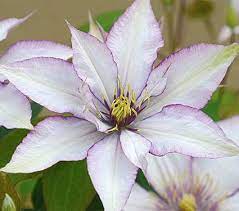 We did not find results for: New Clematis Samaritan Jo White Flower Farm Clematis Plants Clematis Vine Clematis