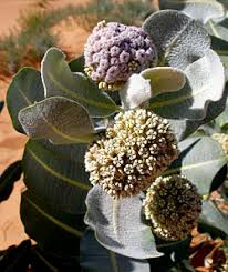 Image result for Asclepias buchwaldii