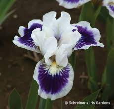 Riveting Dwarf Bearded Iris Iris Flowers Dwarf Iris Iris Garden