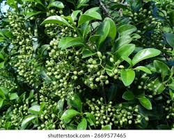 Image result for Psychotria auxopoda