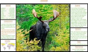 Cougarbiology Taiga Group G Animals Bull Moose Kingdom Animalia