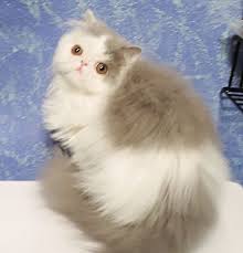 Cats are best kept what is it like living with an exotic? Exotic Shorthair Cats