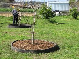 It is possible to overwinter fruit trees in many cool areas of the country. Gardening Pruning Time For Fruit Trees Canberra Citynews