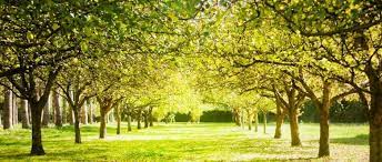 How Many Trees Does It Take To Produce Oxygen For One Person Bbc Science Focus Magazine