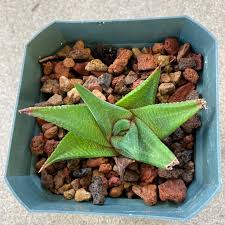 Image result for Haworthia limifolia
