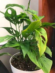 Pruning your swiss cheese plant: What Could Be Happening To My Monstera Adansonii Houseplants