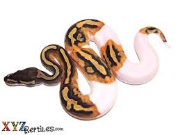 Panda ball pythons — professional breeders. Pied Ball Python For Sale Pied Ball Python Morphs