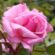 I am thinking this fits the bill. Kathleen Harrop Clg Rose At Wairere Nursery Buy Online