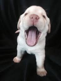 In tampa, fl on petfinder. Yellow Lab Puppies For Sale In Tampa Florida Classified Americanlisted Com