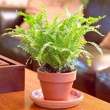Check spelling or type a new query. Our Favorite Ferns For Creating A Tropical Paradise Indoors Plants House Plants Houseplants
