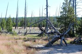 Wir durchsuchen das internet und finden das passendste angebot für dich Planning A Trip To Yellowstone National Park
