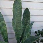 Image result for Sansevieria hyacinthoides