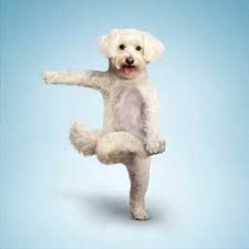 Elle Could Do This Her Favorite Pose Is Downward Dog Lauren Harris Animal Yoga Dog Doing Yoga Dog Yoga