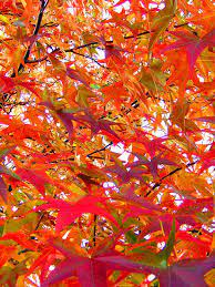 Der amberbaum (liqidambar styraciflua) bekommt auch ohne schnitt eine schöne pyramidenförmige krone. Amberbaum Liquidambar Styraciflua Die Forstpflanze