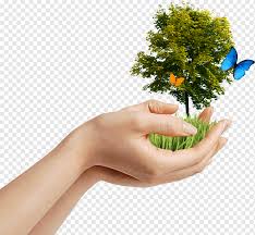 The weeping willow is a favorite among tree lovers for its dramatic appearance and rounded, weeping shape. Person Holding Green Leafed Plant Environmentalism Natural Environment Earth Day Environmental Protection Tree Tree Branch Hand Grass Png Pngwing
