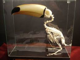 هيكل عظمي طائر الطوقان Animal Skeletons Animal Skulls Bird Skull