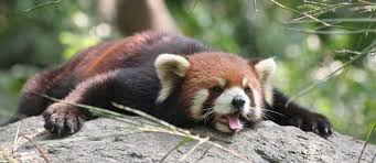 Please Follow Iloveredpandas Long Day Redpanda Panda Cutebear Bear Animal Firefox Panda Pandabear Cute Animals Red Panda Animals