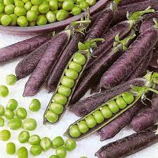 Purple snow peas are small pods, averaging 5 to 8 centimeters in length, and have a flat, oblong, to slightly curved shape with angular and tapered, pointed ends. Buy Pea Purple Podded Seed Australian Seed