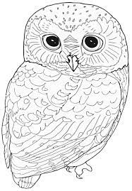 Amongst so many other benefits, it teaches children to focus, it builds motor skills, and it helps them to recognize colors. Owl Coloring Pages 100 Birds Of Prey Pictures For Free