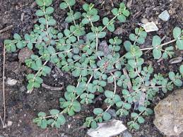 You can still find bugleweed in garden centers and it is still a very popular ground cover in some areas. Purge That Spurge Anne Of Green Gardens