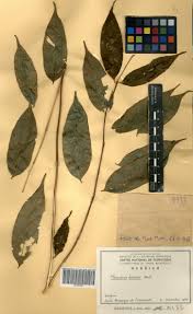 Image result for Pleioceras