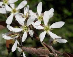 Order birthday flowers today with next day delivery. Plants For Year Round Interest Andy Sturgeon S Picks The English Garden