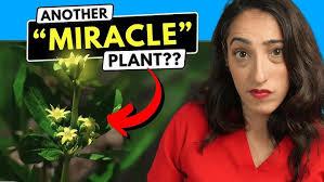 Image result for Fadogia variifolia