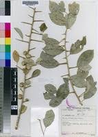 Image result for Maclura africana