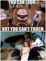 Protection Funny Animals Animal Jokes Cute Animals