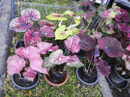 How To Plant Caladium Bulbs Ehow Com In 2020 Bulb Flowers Caladium Elephant Ear Plant
