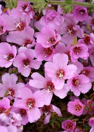 The term implies that the plant probably is neither a hybrid nor a selected cultivar that is in any way different from the way it appears in the wild as a native plant, even if it is growing where it would not naturally. Easy Pleasing Clarkias