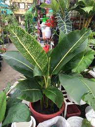 Look after your banana tree, with bunnings plant care guide. Variegated Banana Furniture Home Living Gardening Plants Seeds On Carousell