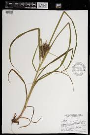 Image result for Ascolepis protea