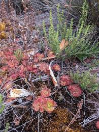 Image result for Diclis ovata