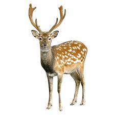 Deer Color Palette Animals Wild Wild Animals List Animals