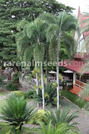 Image result for Wodyetia bifurcata