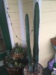 Pictures cactus types collection different types cactus stock identifying common arizona cacti prickly pear saguaro jumping how to identify types of succulent part iii cactus senecio Help Identify My Cactus Succulents