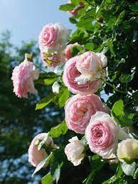 roses trees bulbous plants roses trees Vines - Google Search