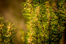 Image result for Anthospermum ammannioides