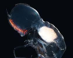 Image result for Amphiasma