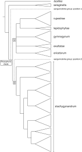 Image result for Selaginella cathedrifolia