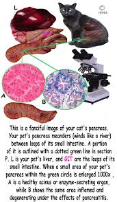 Learn the causes, symptoms, and signs of pancreatic cancer and the medications used in treatment. Pancreatitis In Your Cat