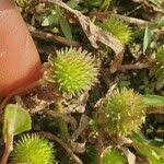 Image result for Ranalisma