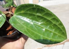 Image result for Polystachya hastata